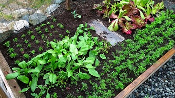 Seeding Square - Square Foot Gardening Template Seeding Square - Square Foot Gardening Template