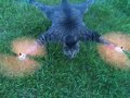 Taxidermy Animal Drones