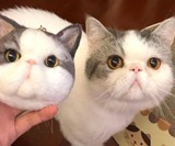 Custom Stuffed Pet Replicas