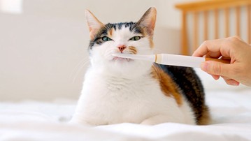 ForCatCare Purring Electric Toothbrush for Cats ForCatCare Purring Electric Toothbrush for Cats