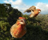 Bird Photo Booth