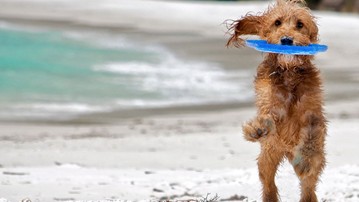 Better Than His Tail: Top 9 Toys to Occupy Your Dog