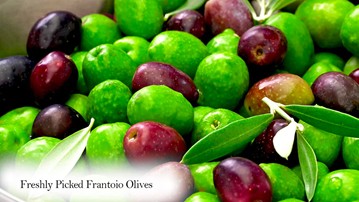 PlantOGram Live Frantoio Olive Container Tree PlantOGram Live Frantoio Olive Container Tree