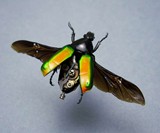 Steampunk Insects