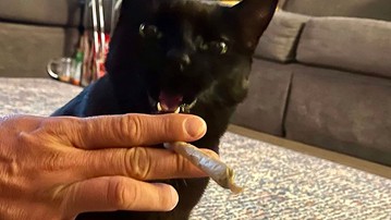 Meowijuana Catnip Meowijuana Catnip