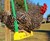 The Chicken Swing