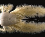 Yeti Crab