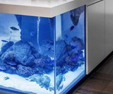 Ocean Kitchen - Aquarium Island
