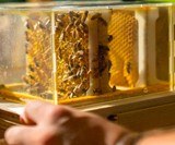 B-BOX Home Beekeeping Hive