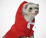 Ferret Hoodie