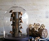 Mushroom Log Kit