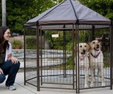Pet Gazebo Dog Kennel
