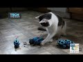 Indoor Hunting Cat Feeder