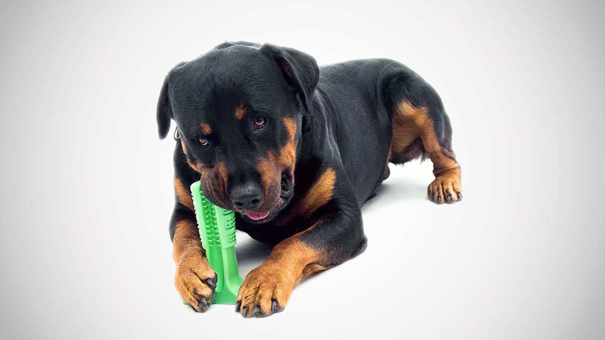 Bristly Dog Toothbrush Bristly Dog Toothbrush