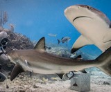 Neptunic Steel Mesh Sharksuit