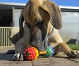 Schnuzzle - Scent-Based Dog Toys