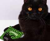 Duuuuuude Catnip Cat Toy
