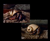 Gold and Platinum Hermit Crab Shells
