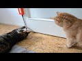 Moody Pet Fling-Ama-String