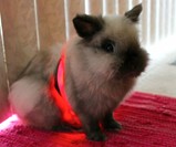 HALO LED Pet Collar