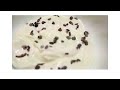 Chocolution Exploration Kits