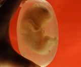 Fetus Soap Closeup