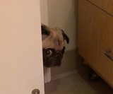 Stop Eating Poop Remedy for Dogs
