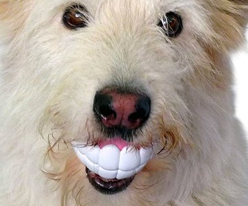 Humunga Chomp Dog Toy