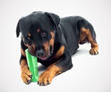 Bristly Dog Toothbrush
