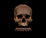 Dark Chocolate Skull