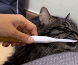 ForCatCare Purring Electric Toothbrush for Cats