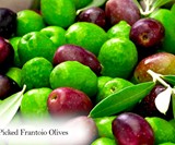 PlantOGram Live Frantoio Olive Container Tree