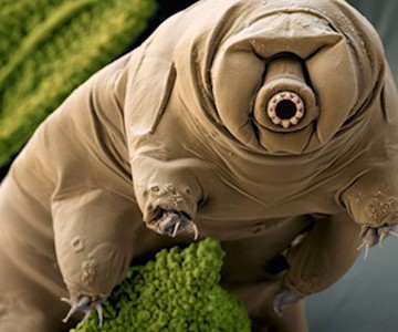 Ode to the Tardigrade: The Best Water Bear Merch Ode to the Tardigrade: The Best Water Bear Merch