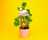 Plant-House Houseplant Treehouse