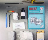 Mouse Taxidermy Kit