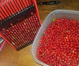 Berry Picker