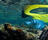 Zayak Sea Sled