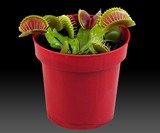 Venus Fly Trap Potted Plant