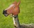 Horse Head Squirrel Feeder Horse Head Squirrel Feeder