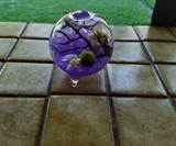 Mini Marimo Aquarium