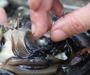 50 Pearl-Laden Oysters 50 Pearl-Laden Oysters