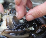 50 Pearl-Laden Oysters