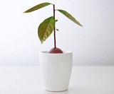 The Avocado Incubator