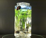 NoClean Desktop Aquarium