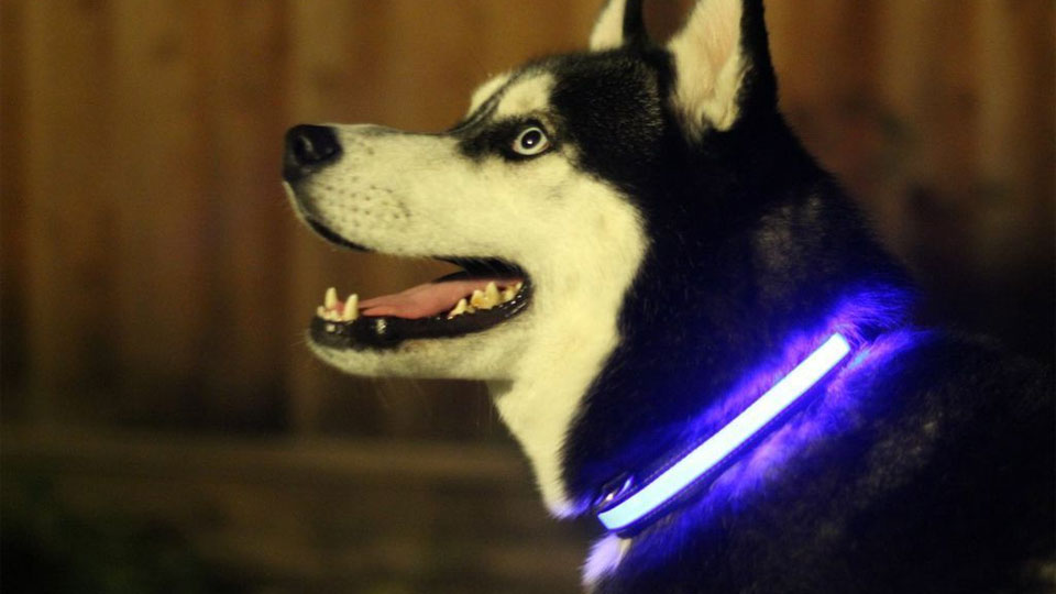 HALO LED Pet Collar