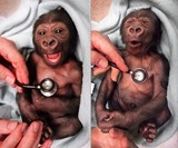 Baby Gorilla at Melbourne Zoo
