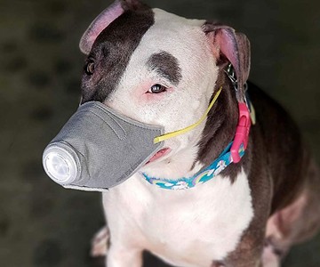 Face Mask for Dogs