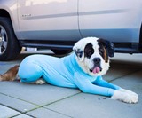 Shed Defender Dog Onesie