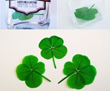 Insta-Luck - Authentic Four-Leaf Clover