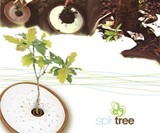 Treeincarnation: From Ashes to Spiritree